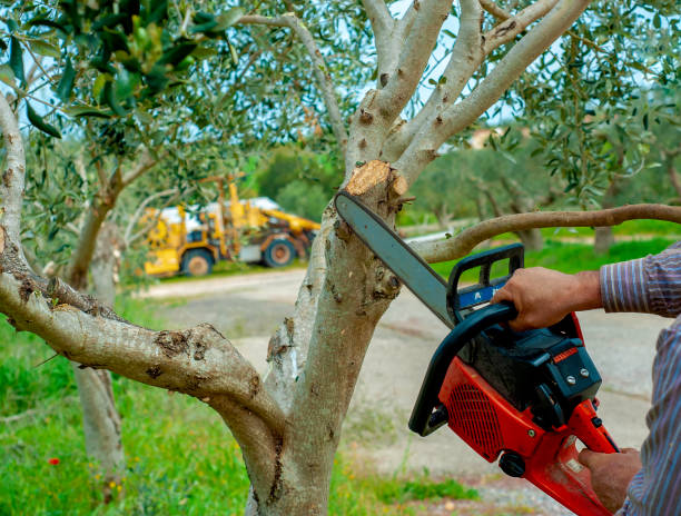 Reliable Tignall, GA Tree Service Solutions